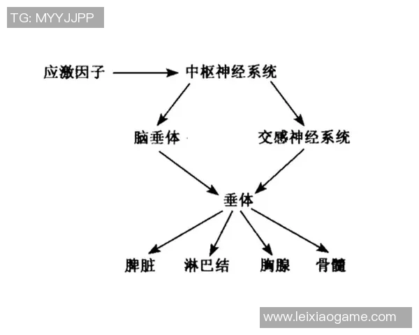 足球明星选项的多样性与影响力探讨及其在全球体育文化中的地位